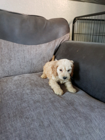 oswald tsum tsum plush